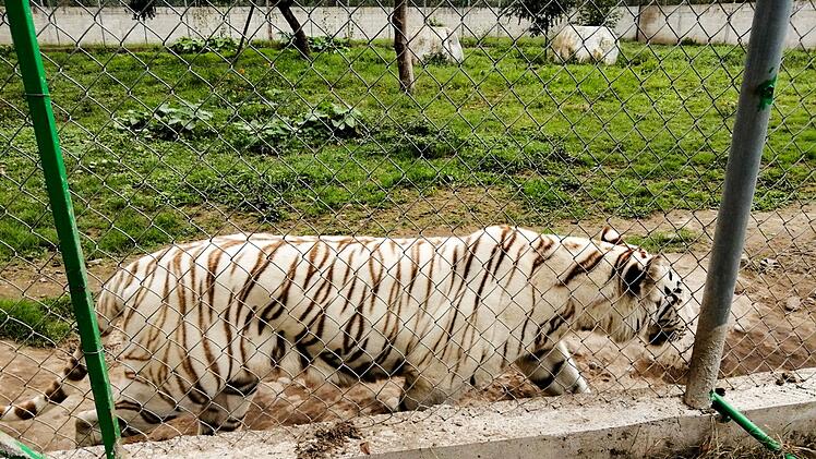 Tiger in Mexiko nach Unwetter auf freiem Fuß