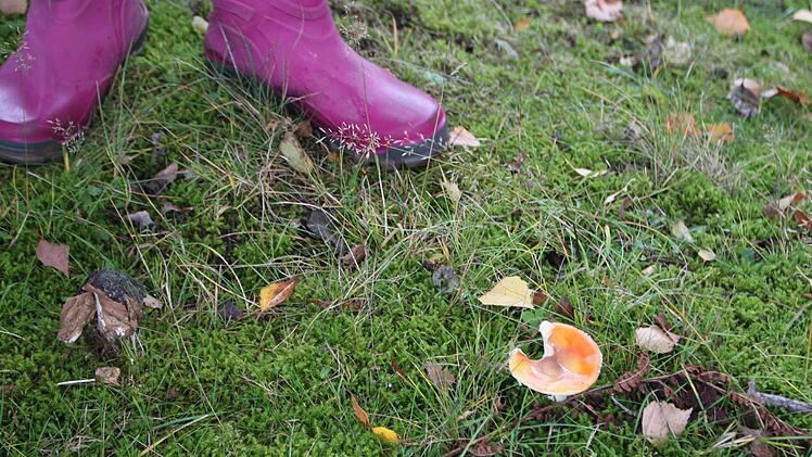 Haus der Schwarzen Berge: Die Junior Ranger machen einen Ausflug in die Pilze. Foto: Ulrike Müller