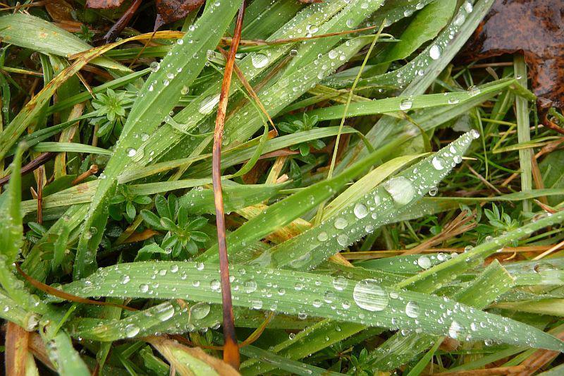Gras tautropfen