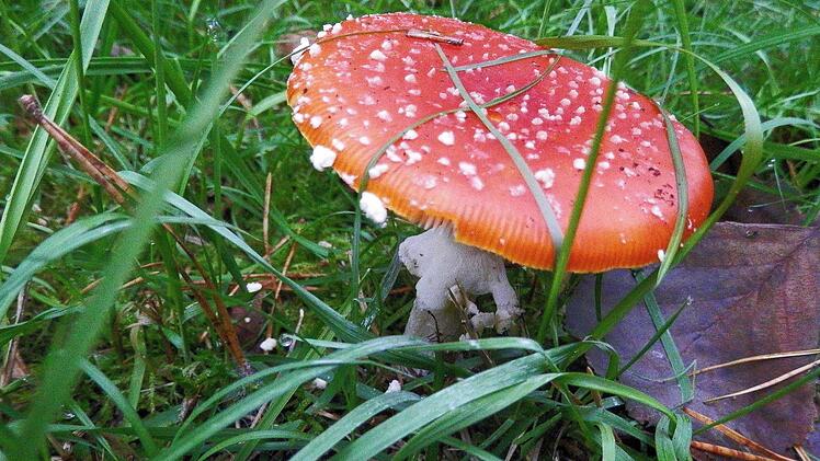 Im Reichswald bei Dormitz