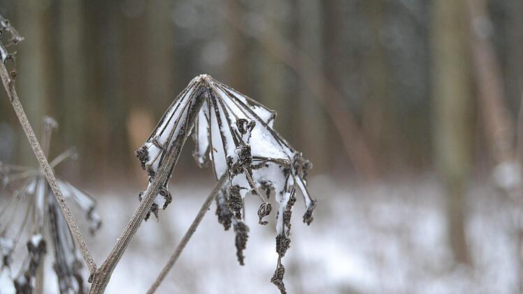Eingeschneit. Foto: Johannes Schlereth