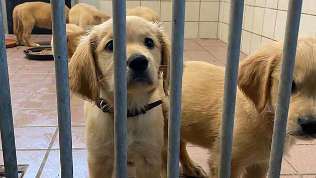 Tierheim Aschaffenburg: Hundewelpen aus illegalem Transport an A3 gerettet