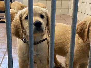 Tierheim Aschaffenburg: Hundewelpen aus illegalem Transport an A3 gerettet
