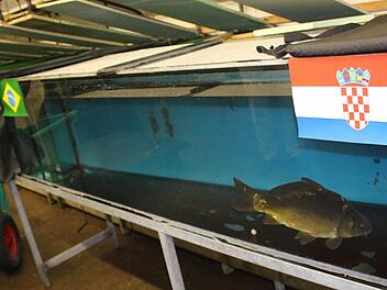 Karpfen Sepp machte es gar nicht spannend: In seinem Aquarium entschied er sich gleich für die Seite der Kroaten.  Foto: Sabine Herteux