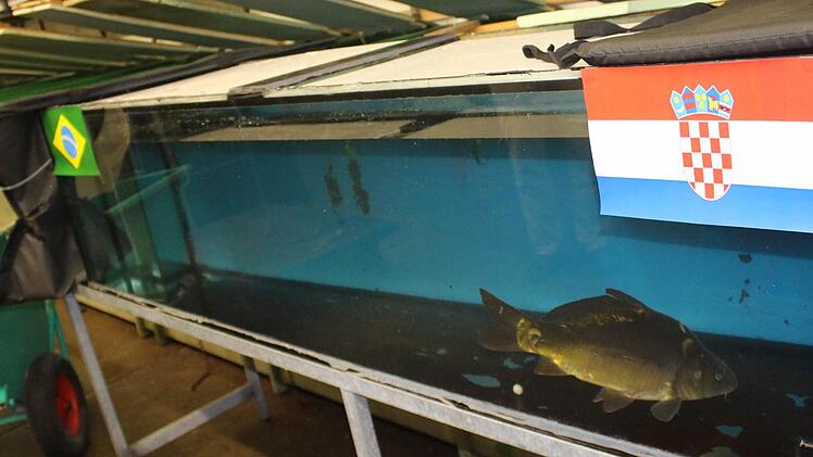 Karpfen Sepp machte es gar nicht spannend: In seinem Aquarium entschied er sich gleich für die Seite der Kroaten.  Foto: Sabine Herteux