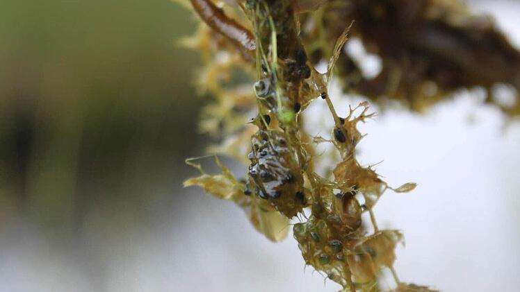 Eine unscheinbare, algenartige Schlinge, die nie auf das ausgeklügelte Ernährungskonzept schließen lassen würde.