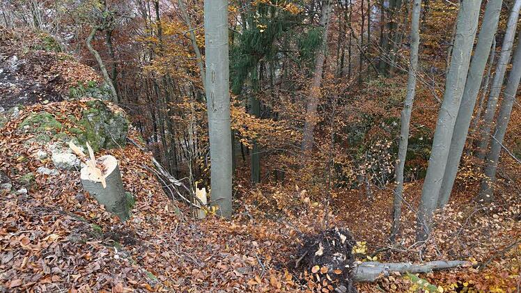 Ein paar Buchen mussten schon weichen. Foto: Barbara Herbst