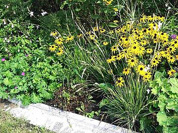 Hübsch anzusehen und eine Labsal für Insekten sind die Blühstreifen. Weisendorf will sich für die Erhaltung der Artenvielfalt einsetzen. Foto: Richard Sänger