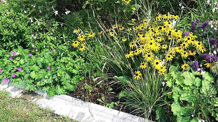 Hübsch anzusehen und eine Labsal für Insekten sind die Blühstreifen. Weisendorf will sich für die Erhaltung der Artenvielfalt einsetzen. Foto: Richard Sänger