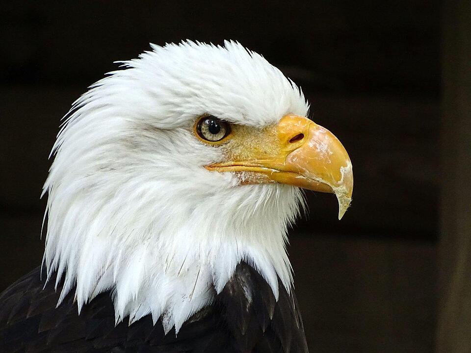 Ein Besuch im Wildtierpark Schloss Tambach. Danke an inFrankenPix-Nutzer herzolife!