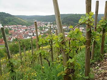 Die Besucher können über den alten Weinberg auf Ramsthal blicken.Foto: Arkadius Guzy