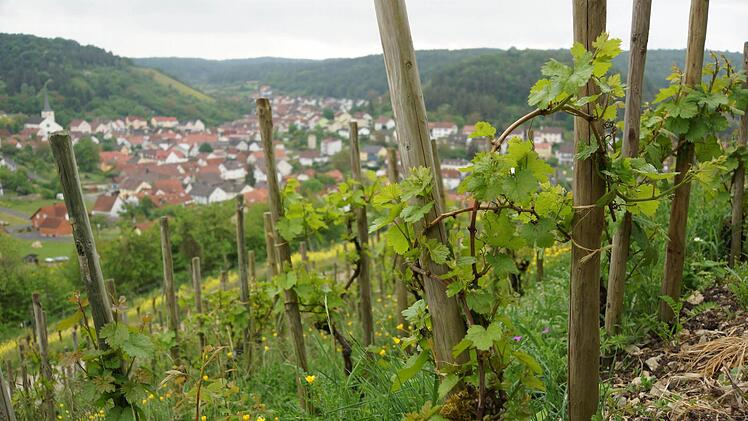 Die Besucher können über den alten Weinberg auf Ramsthal blicken.Foto: Arkadius Guzy