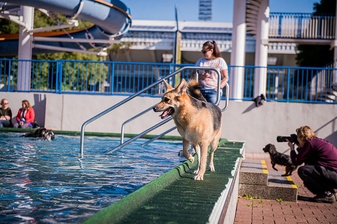 Leinen los! Hunderte Fellnasen erobern Freibad nach Saisonende