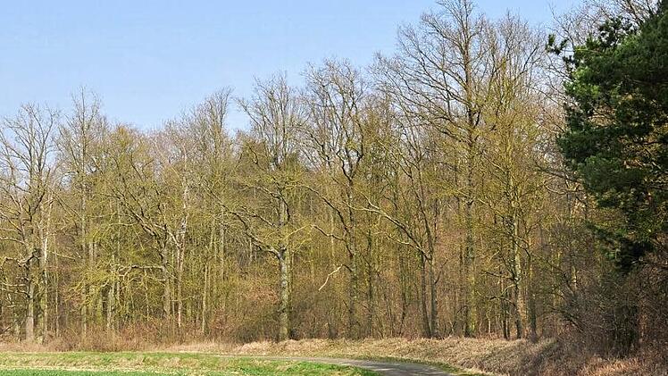 In diesem Jahr wird die Gemeinde Wonfurt rund 12 350 Euro Gewinn aus der Waldbewirtschaftung erzielen und zusätzlich 10 000 Euro erhalten, wenn sie im Altachwald (im Bild) Biotopbäume ausweist und zwölf Jahre stehen lässt.  Foto: Ulrike Langer