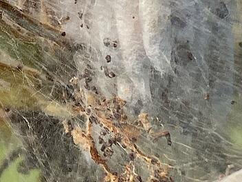 Landratsamt Lichtenfels kl&auml;rt &uuml;ber Apfelgespinstmotte auf - ist der Nachtfalter sch&auml;dlich?