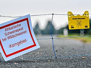 Schweinepest breitet sich aus - Mobiler Zaun im Oderbruch