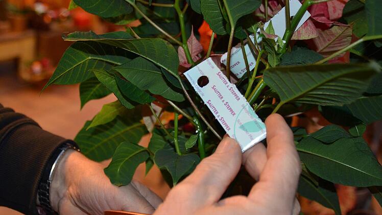 Dieses Heftchen hängt im Weihnachtsstern. Darin befinden sich die Eier von Marienkäfer oder Raubmilbe. Sobald die Insekten schlüpfen, machen sie sich nützlich und fressen Schädlinge. Foto: Kathrin Kupka-Hahn