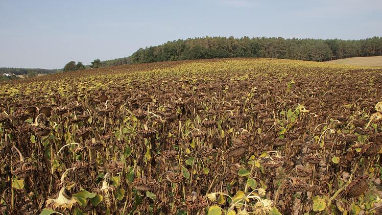 Im Juli schmückten üppige Sonnenblumen Frimmersdorf.   Mittlerweile sind die Pflanzen verblüht und  erntereif.  Wenn das Wetter mitspielt, wird kommende Woche gedroschen. Dann kommen die  Kerne in belüftete Silos. Foto: Christian Bauriedel