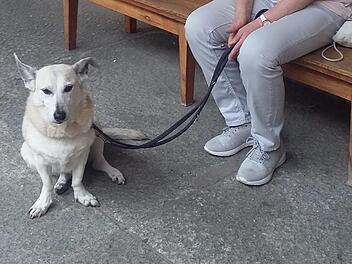 Als junger Hund wurde "Chesy" vor dem Tierheim Nürnberg ausgesetzt. Jetzt hilft sie behinderten und alten Menschen. Foto: privat