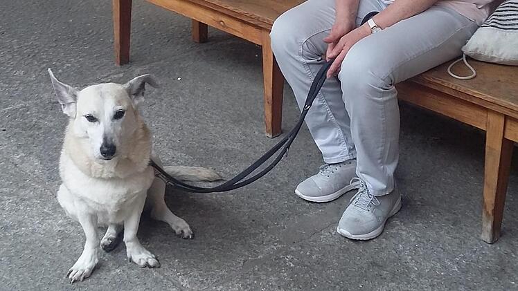 Als junger Hund wurde "Chesy" vor dem Tierheim Nürnberg ausgesetzt. Jetzt hilft sie behinderten und alten Menschen. Foto: privat