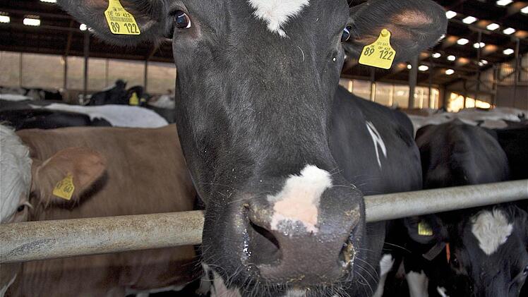 Blick in den Stall von Milcherzeuger Bruno Adrio in Dittlofsroda.  Fotos: Gerd Schaar