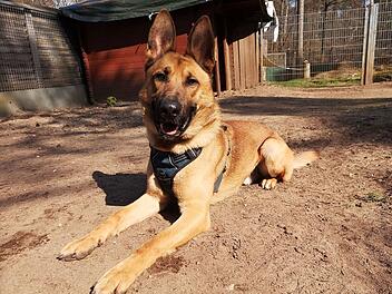 Tierheim Nürnberg: Hund Askan braucht immer noch ein Zuhause Tierheim Nürnberg: Hund Askan braucht immer noch ein Zuhause