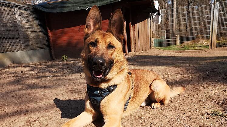 Tierheim Nürnberg: Hund Askan braucht immer noch ein Zuhause