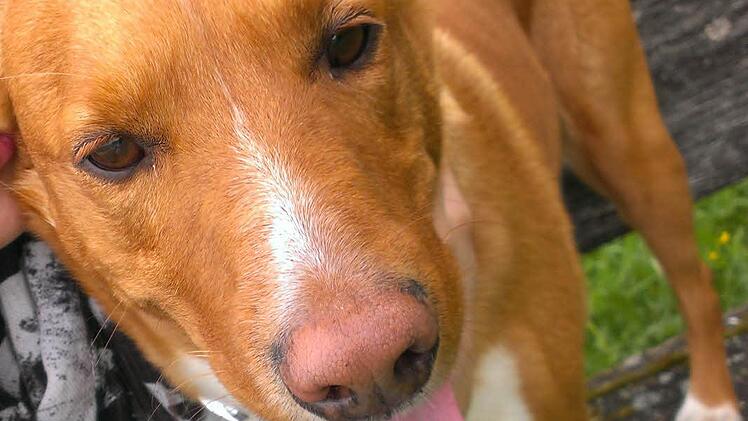 Das war "Lucky", ein Liebling im Hause Söldner und der Kinder in der Neubrunner Hauptstraße.