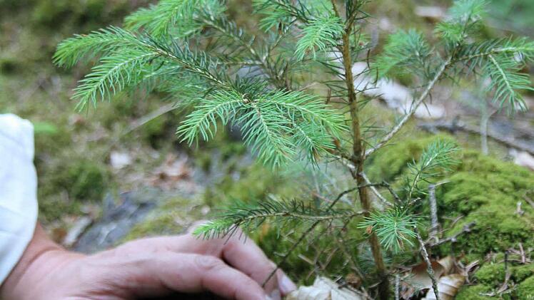 Fichtennaturverjüngung auf der abgestorbenen Buche  Foto: Friedwald Schedel