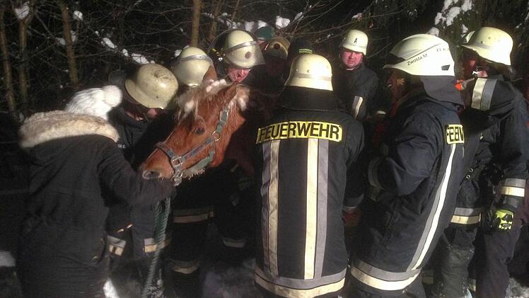 Mit vereinten Kräften trugen die Feuerwehrleute das Pferd aus Eibenberg wieder in seinen Stall zurück. Foto: Stefan Wicklein