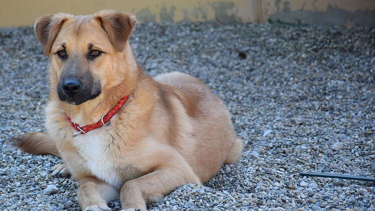 Tierheim Nürnberg: Junger Hund Lino "hat kein Vertrauen zu Menschen" - "noch nichts gelernt"