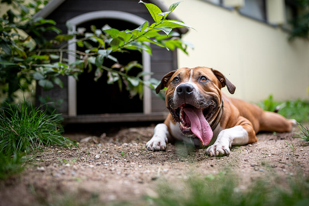 Pitbull Terrier und Co.: Diese "Listenhunde" leben derzeit im Tierheim Nürnberg