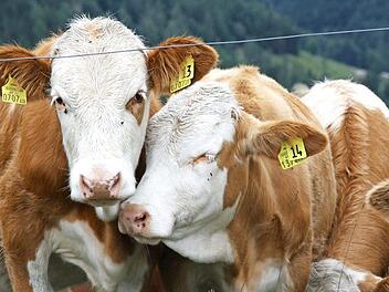 Für viele Kühe ist der Mai wirklich ein Wonnemonat, denn da geht es zurück auf die Weide. Foto: Katrin Geyer