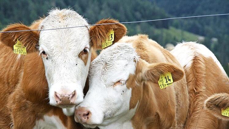 Für viele Kühe ist der Mai wirklich ein Wonnemonat, denn da geht es zurück auf die Weide. Foto: Katrin Geyer