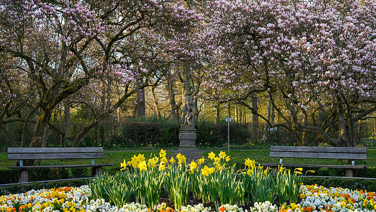 Magnolienhain in Aschaffenburg