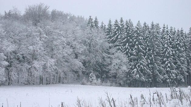 Trotz Kälte und gelegentlichem Schnee sind Wildtiere in der Lage, ihr Futter zu finden. Foto: Mirjam Stumpf