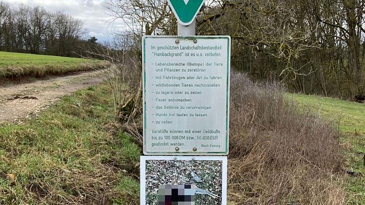 Coburg: Gerissenes Reh in Creidlitz entdeckt - wurde "scheußlich zugerichtet"