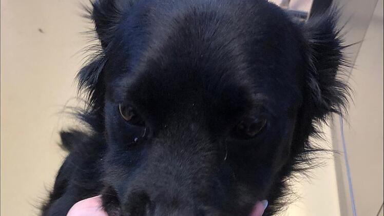 Tierheim Hersbruck: Wurde Hund "Freddy" ausgesetzt - "Leider verhärtet sich unser Verdacht"