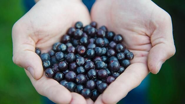 Über die Heilwirkungen von Aronia-Beeren auf den Körper werden wahre Wunderdinge berichtet. Foto: Ole Spata/dpa