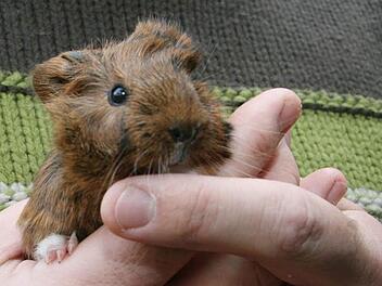 Pfarrer Wolfgang Oertel präsentiert "Brownie"  -  und amüsiert sich über die witzigen Wirbel, die schon deutlich zu sehen sind. Foto: Sonja Adam