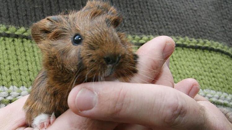 Pfarrer Wolfgang Oertel präsentiert "Brownie"  -  und amüsiert sich über die witzigen Wirbel, die schon deutlich zu sehen sind. Foto: Sonja Adam