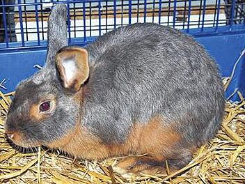 Netter Rammler sucht Anschluss