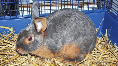 Netter Rammler sucht Anschluss