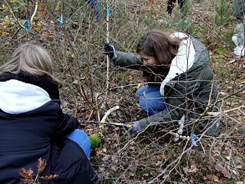 Die Vorgabe war, den unerwünschten Bewuchs möglichst nah über dem Boden abzuschneiden.Richard Sänger