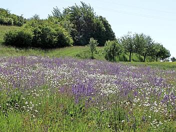 Unberührte Natur finden Spaziergänger aktuell am "alten Postweg" zwischen Ebelsbach und Steinbach in unteren Teil des Schönbergs. Eine Augenweide ist diese blühende Blumenwiese.  Foto: Günther Geiling