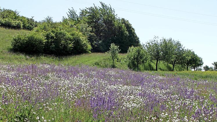 Unberührte Natur finden Spaziergänger aktuell am "alten Postweg" zwischen Ebelsbach und Steinbach in unteren Teil des Schönbergs. Eine Augenweide ist diese blühende Blumenwiese.  Foto: Günther Geiling