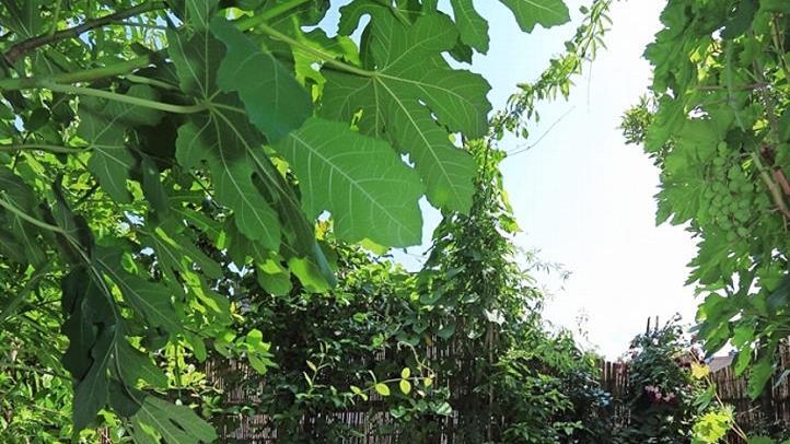 Sch&ouml;n angeordnete und gut gepflegte Obst- und Beerenpflanzen verwandeln einen Balkon in ein mediterran wirkendes Paradies - fast wie im Urlaub.  Foto: Thomas Neder
