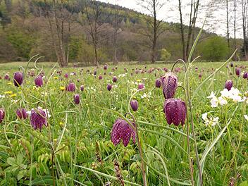 Bald werden die Schachblumen in den Sinnauen einen wunderschönen Anblick darstellen. Doch in Coronazeiten müssen Besucher ein paar Dinge beachten. Foto: Brigitte Betz