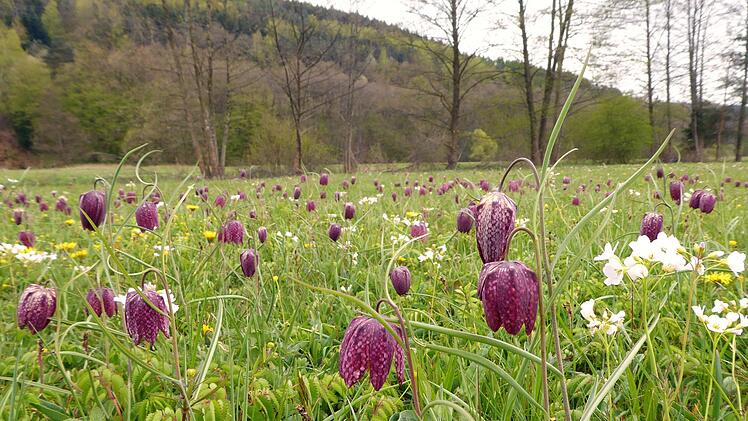 Bald werden die Schachblumen in den Sinnauen einen wundersch&ouml;nen Anblick darstellen. Doch in Coronazeiten m&uuml;ssen Besucher ein paar Dinge beachten. Foto: Brigitte Betz