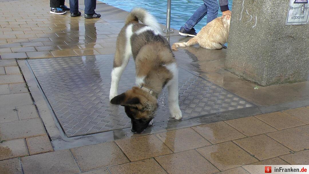 Hundebadetag im Freibad Eltmann